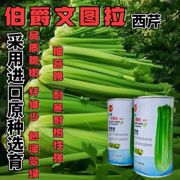 伯爵文图拉西芹种子进口原种繁育四季芹菜种籽耐抽苔色泽亮绿