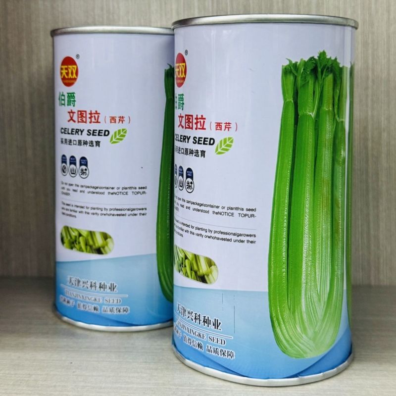 伯爵文图拉西芹种子进口原种繁育四季芹菜种籽耐抽苔色泽亮绿