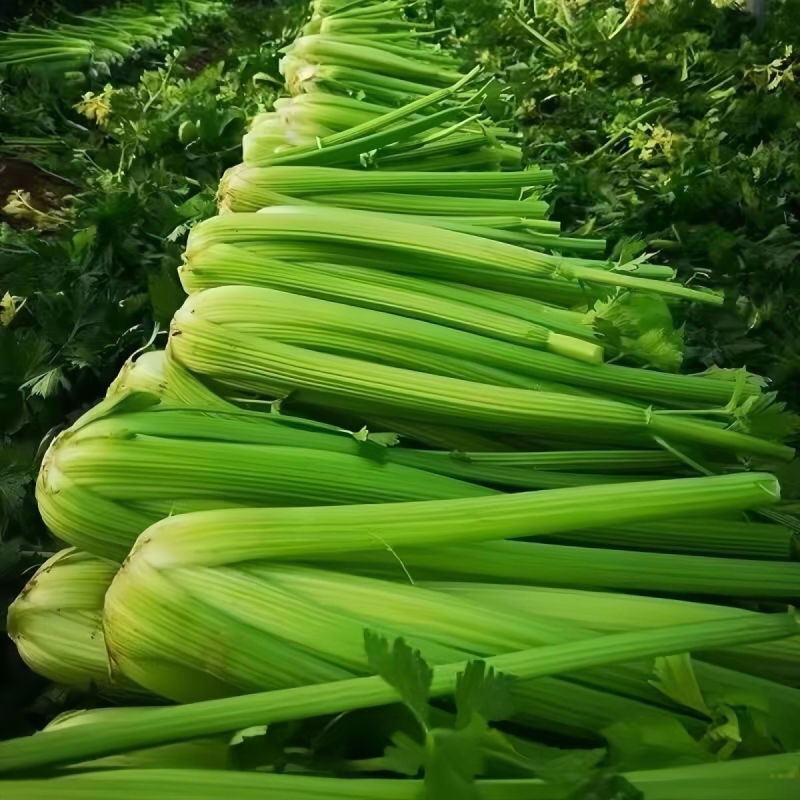 伯爵文图拉西芹种子进口原种繁育四季芹菜种籽耐抽苔色泽亮绿