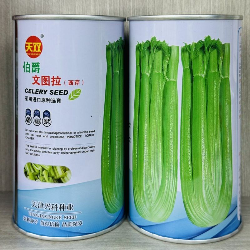 伯爵文图拉西芹种子进口原种繁育四季芹菜种籽耐抽苔色泽亮绿