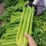 伯爵文图拉西芹种子进口原种繁育四季芹菜种籽耐抽苔色泽亮绿