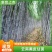 【新货上市】云南甘蔗/黑皮甘蔗/产地批发/量大价优