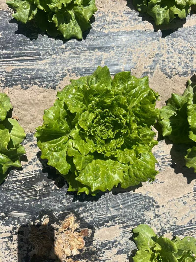 云南昆明意大利生菜产地发货一手货源批发品质保证价格美丽