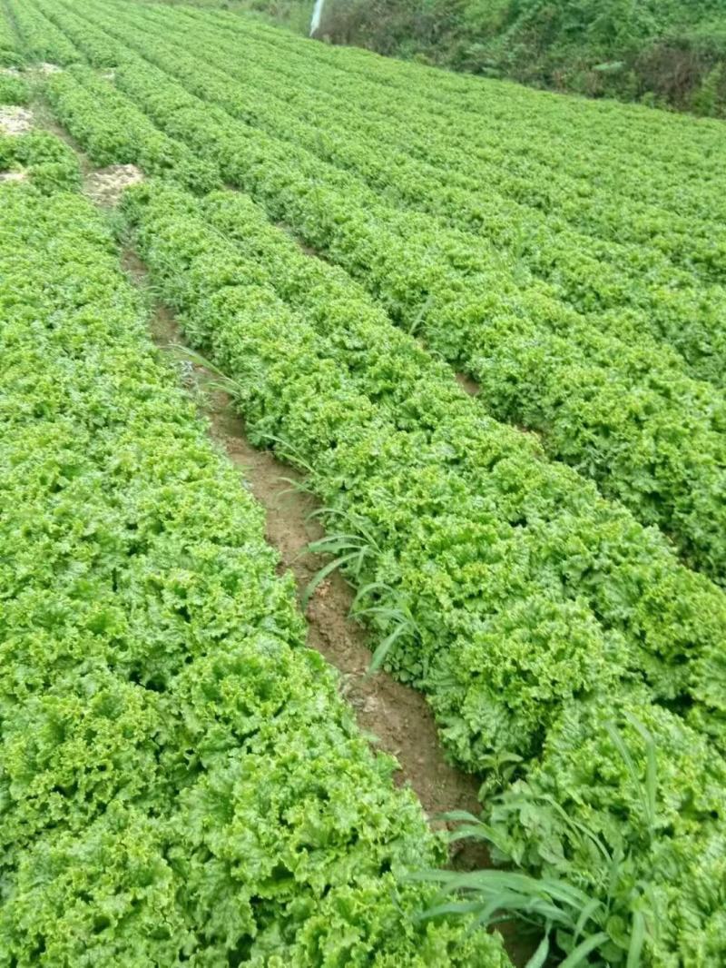 云南昆明意大利生菜产地发货一手货源批发品质保证价格美丽