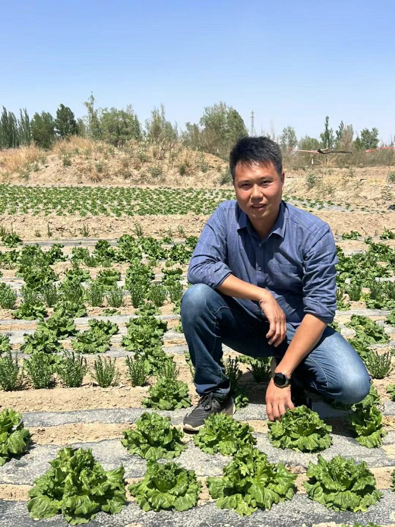 云南昆明意大利生菜产地发货一手货源批发品质保证价格美丽