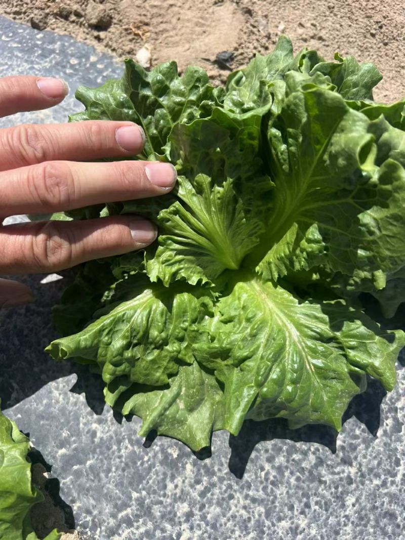云南昆明意大利生菜产地发货一手货源批发品质保证价格美丽