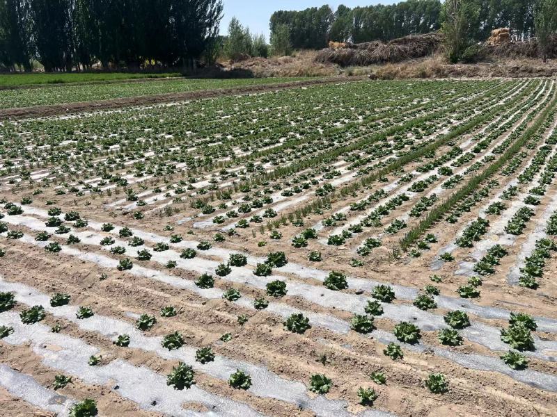 云南昆明意大利生菜产地发货一手货源批发品质保证价格美丽