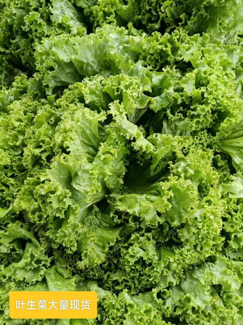 云南昆明意大利生菜产地发货一手货源批发品质保证价格美丽