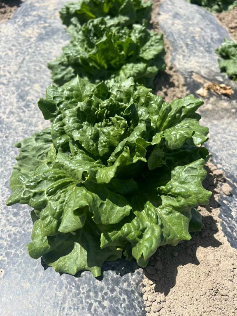 云南昆明意大利生菜产地发货一手货源批发品质保证价格美丽