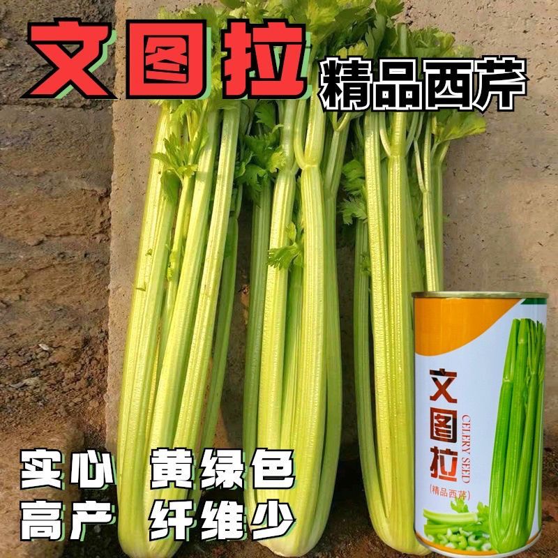文图拉西芹种子四季芹菜种籽皇后西芹籽实心脆嫩纤维少高产耐