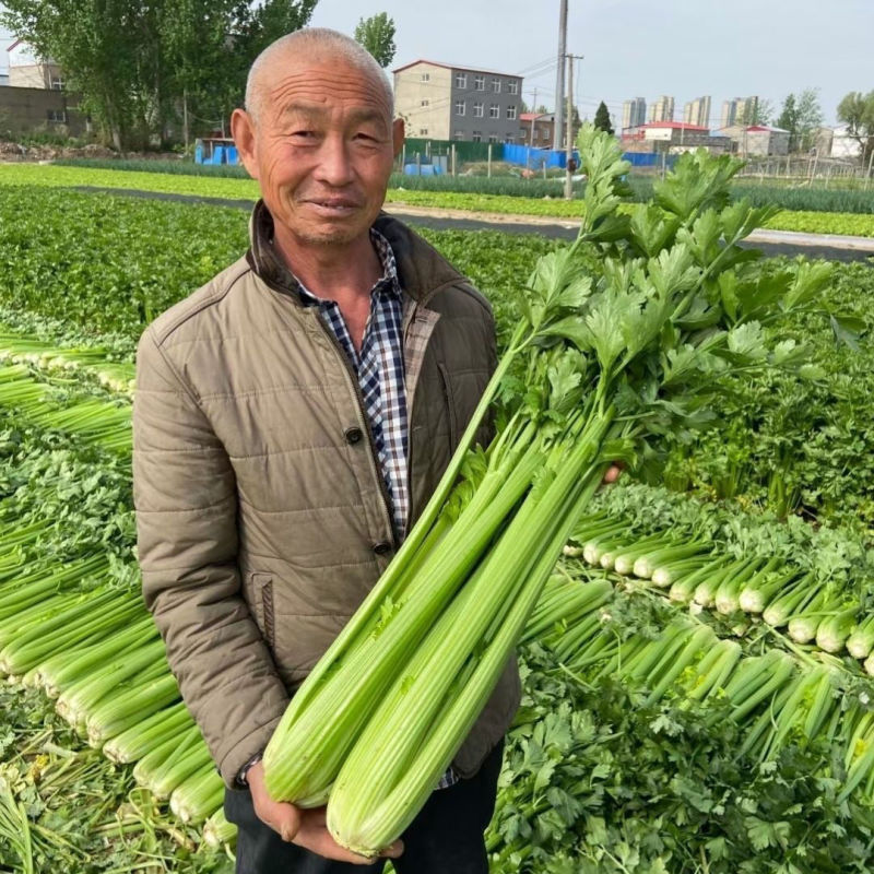 文图拉西芹种子四季芹菜种籽皇后西芹籽实心脆嫩纤维少高产耐