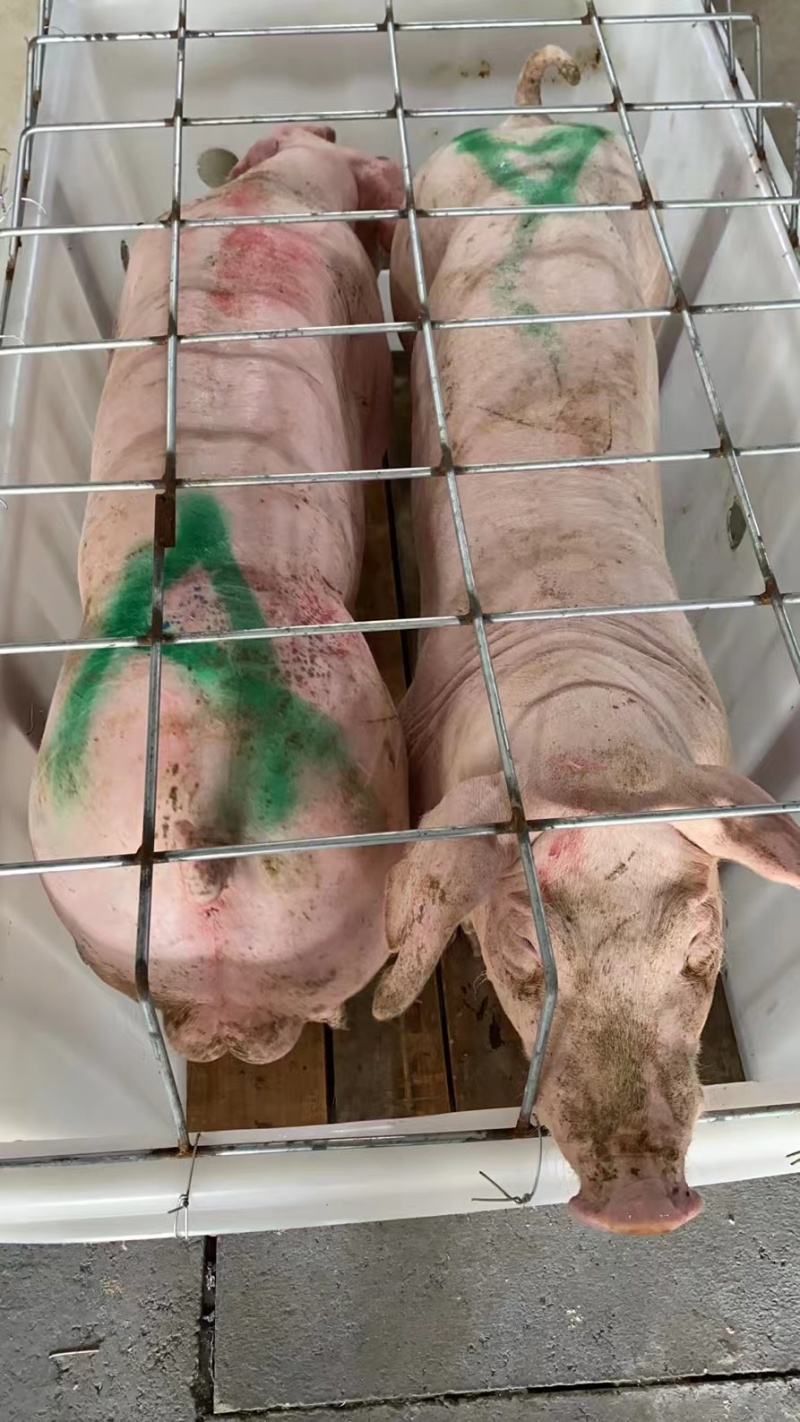 新美系杜洛克种猪，长白种猪，大约克种猪，黑肚种猪。