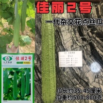 佳丽2号花点丝瓜种籽速生长高产口感清甜纤维少棒型丝瓜种籽