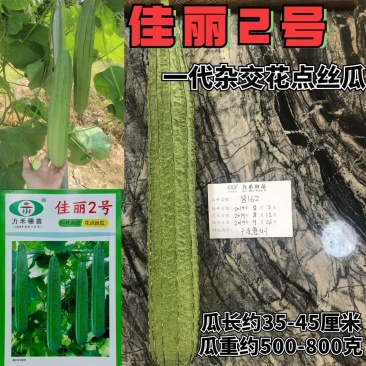 佳丽2号花点丝瓜种籽速生长高产口感清甜纤维少棒型丝瓜种籽