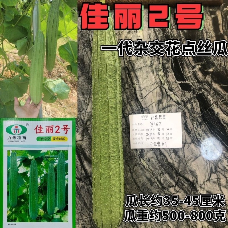 佳丽2号花点丝瓜种籽速生长高产口感清甜纤维少棒型丝瓜种籽