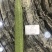 佳丽2号花点丝瓜种籽速生长高产口感清甜纤维少棒型丝瓜种籽