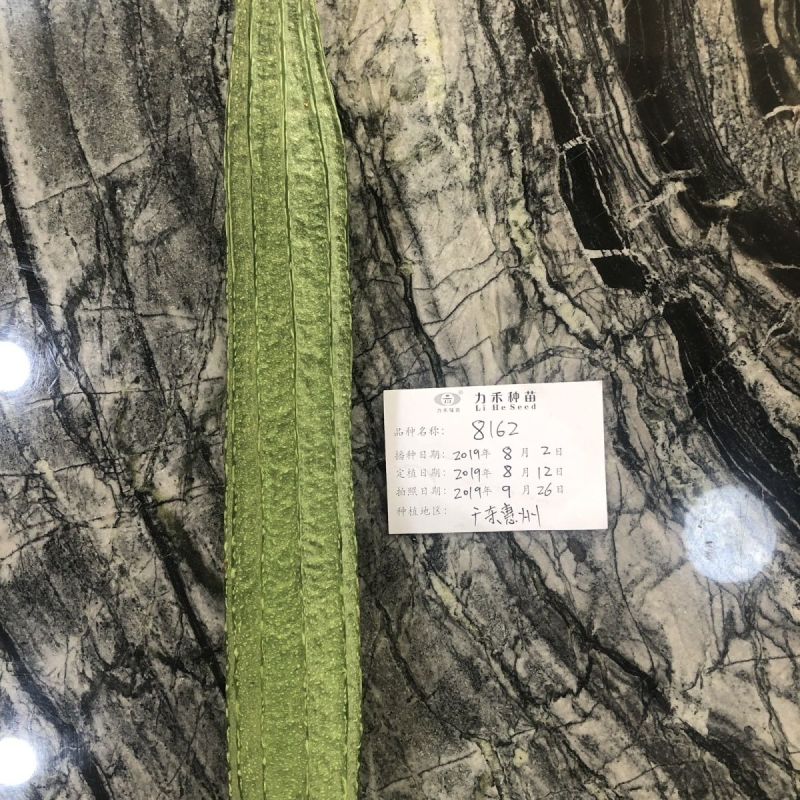 佳丽2号花点丝瓜种籽速生长高产口感清甜纤维少棒型丝瓜种籽