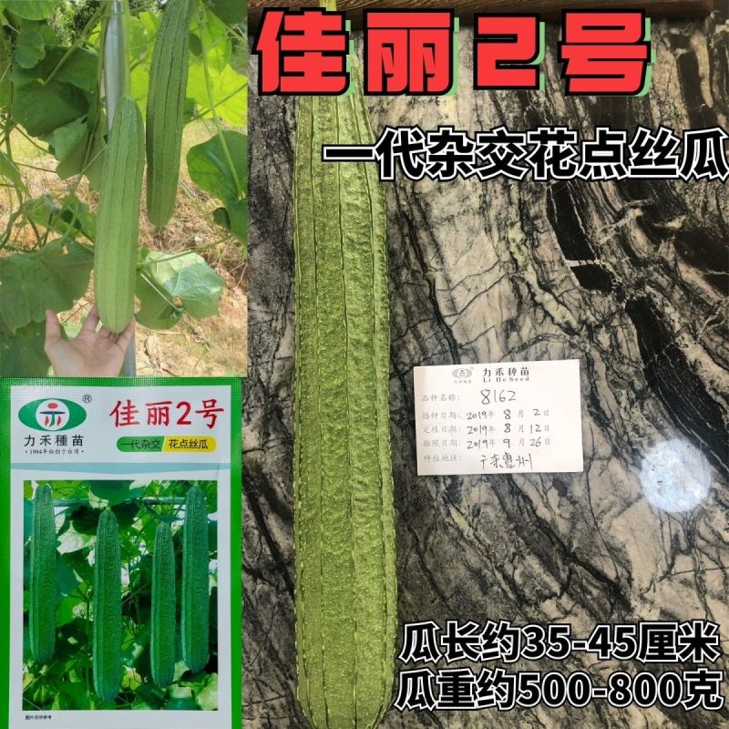 佳丽2号花点丝瓜种籽速生长高产口感清甜纤维少棒型丝瓜种籽