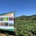 百万斤蜂蜜罐超甜山地红薯品质超日系烟台山地红薯
