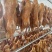 卤鸭子整只全熟50斤一箱饭店食堂跑江湖卤味熟食