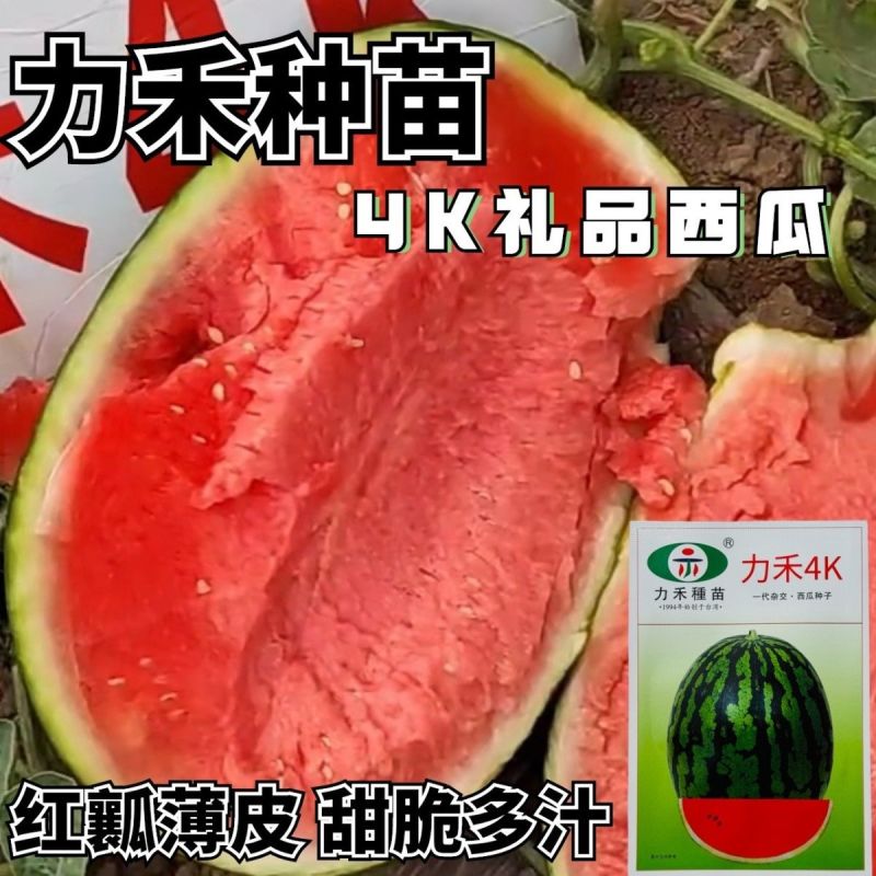 力禾4K西瓜种子全美甘美西瓜种籽礼品西瓜籽耐裂超甜脆爽皮