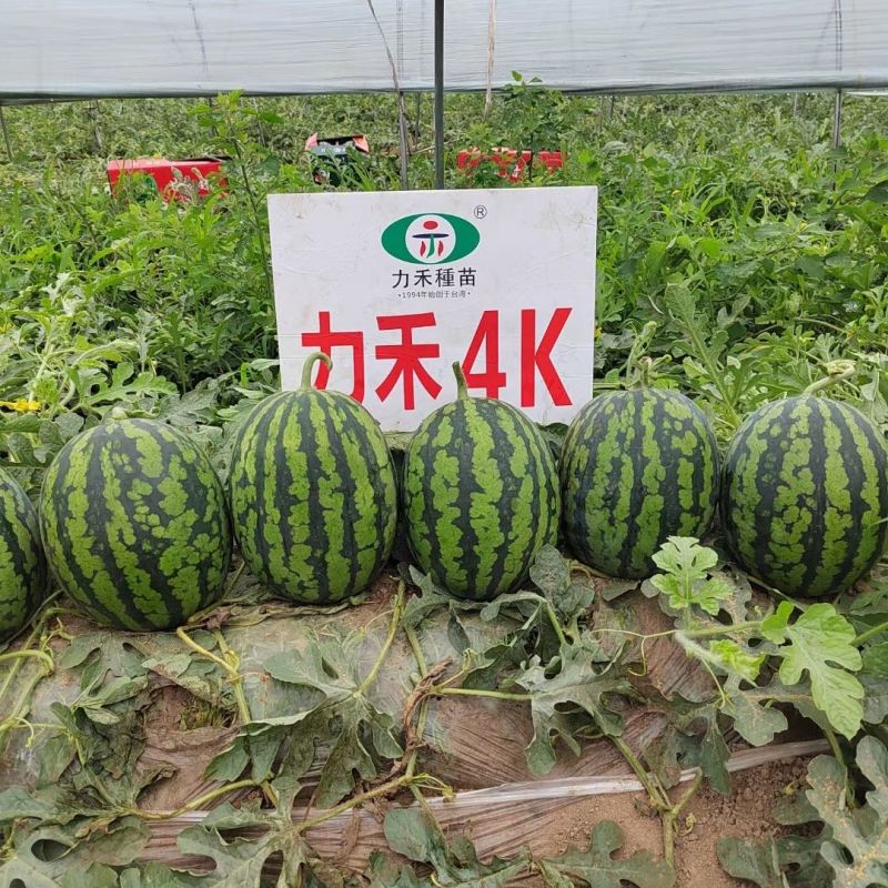 力禾4K西瓜种子全美甘美西瓜种籽礼品西瓜籽耐裂超甜脆爽皮