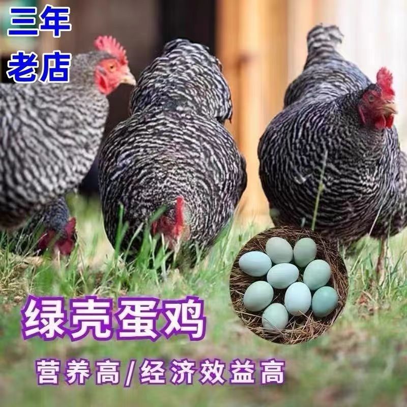 厂家直销芦花鸡苗出壳苗脱温苗常年有货支持全国批发零售
