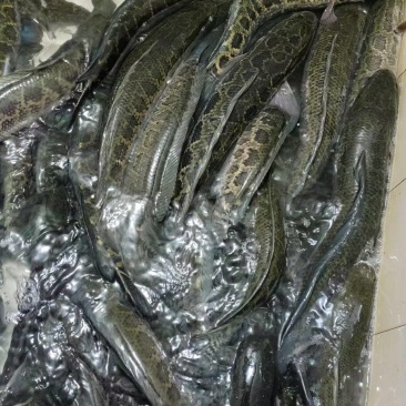 生鱼黑鱼乌鳢规格齐全基地直供量大质优欢迎订购