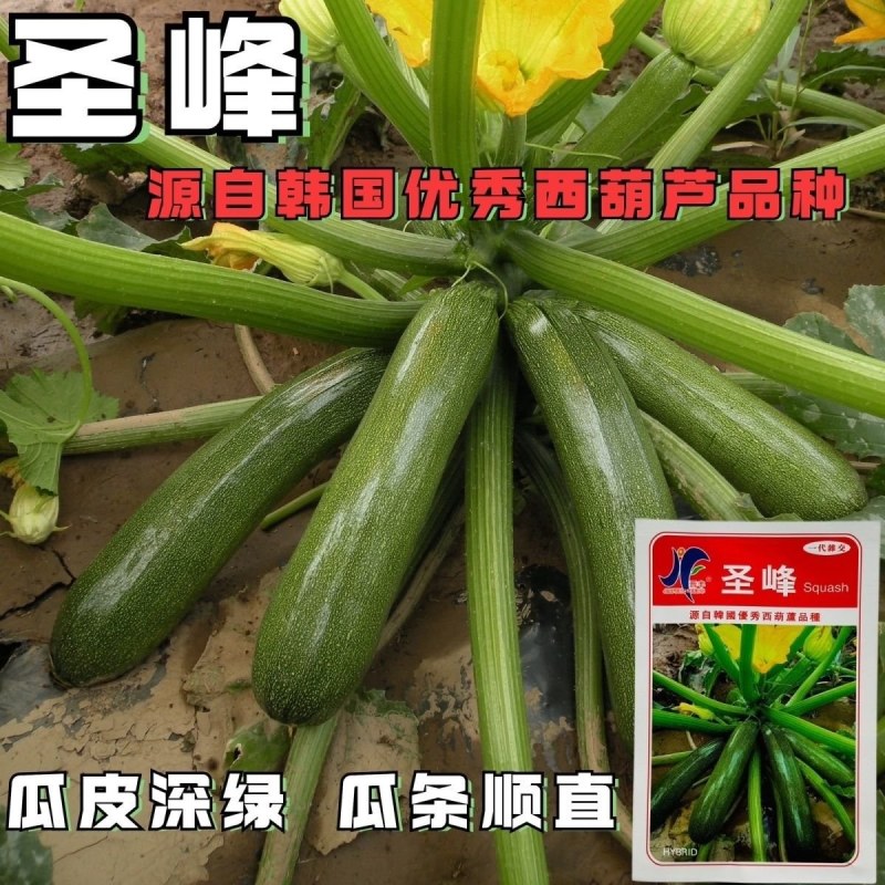 圣峰稀有特色西葫芦种子墨绿一代杂交墨玉深绿西葫芦种籽高产