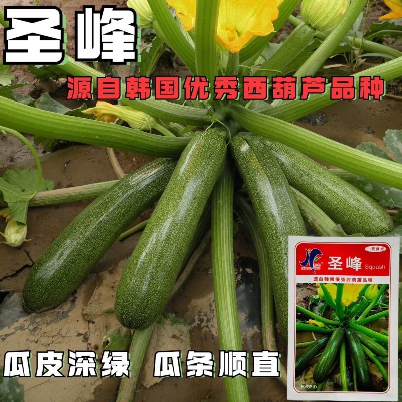 圣峰稀有特色西葫芦种子墨绿一代杂交墨玉深绿西葫芦种籽高产