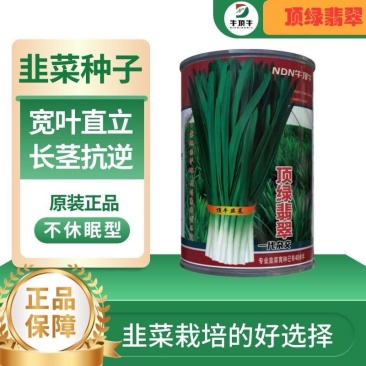 高端顶绿翡翠多抗四季韭菜种子不休眠韭菜籽耐热耐寒露天大棚