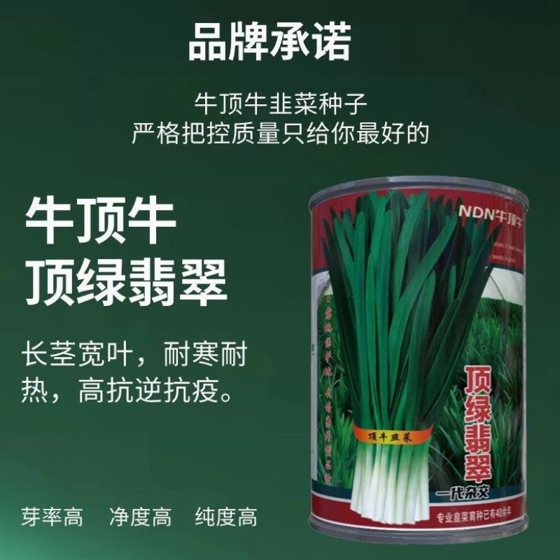 高端顶绿翡翠多抗四季韭菜种子不休眠韭菜籽耐热耐寒露天大棚