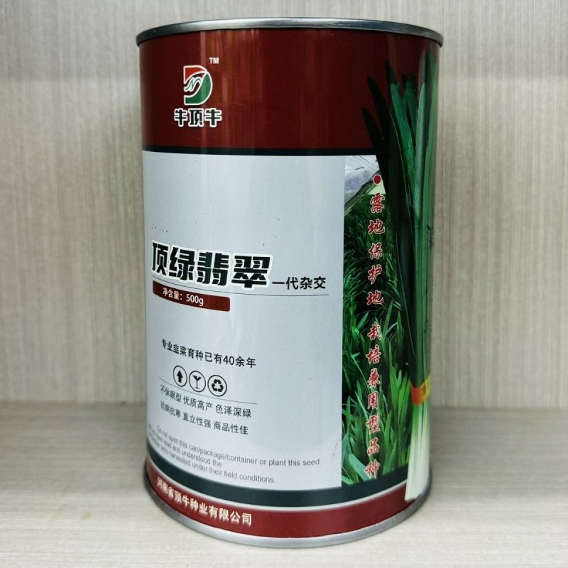 高端顶绿翡翠多抗四季韭菜种子不休眠韭菜籽耐热耐寒露天大棚