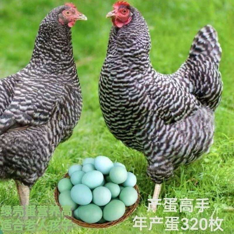 厂家直销芦花鸡苗出壳苗脱温苗常年有货支持全国批发零售