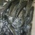 生鱼黑鱼乌鳢规格齐全基地直供量大质优欢迎订购