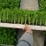 精品西芹苗一手货源质量保证诚信经营欢迎咨询