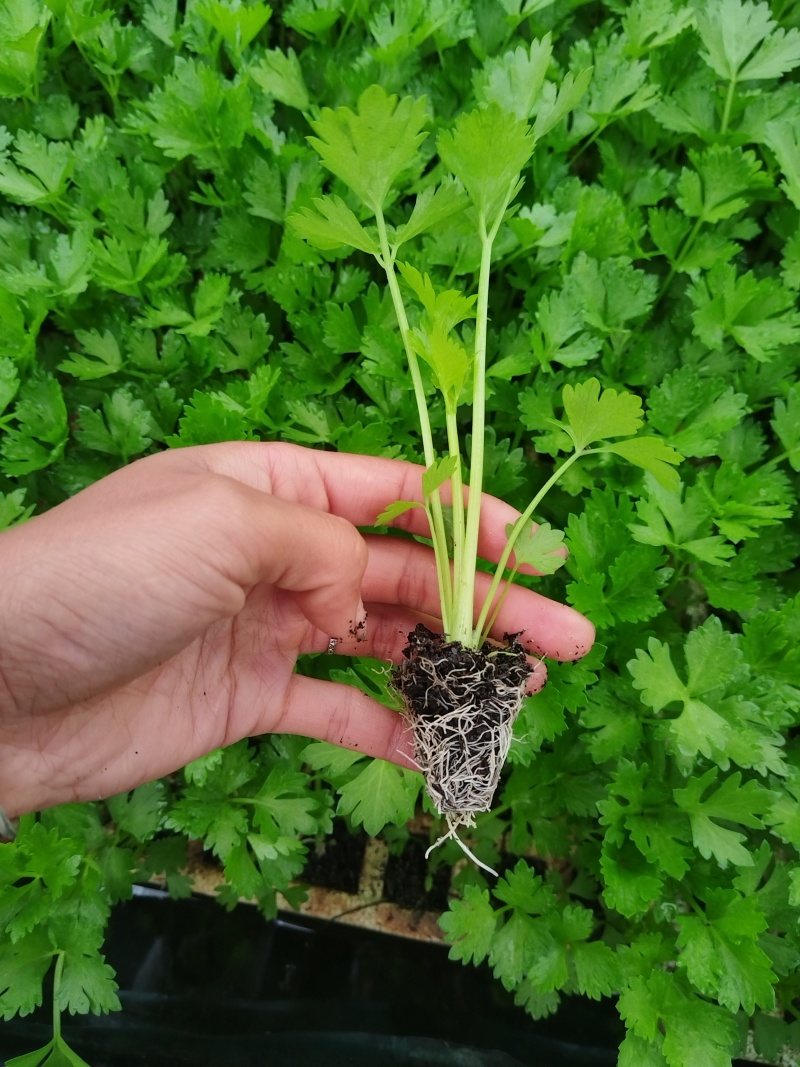 精品西芹苗一手货源质量保证诚信经营欢迎咨询