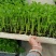 精品西芹苗一手货源质量保证诚信经营欢迎咨询