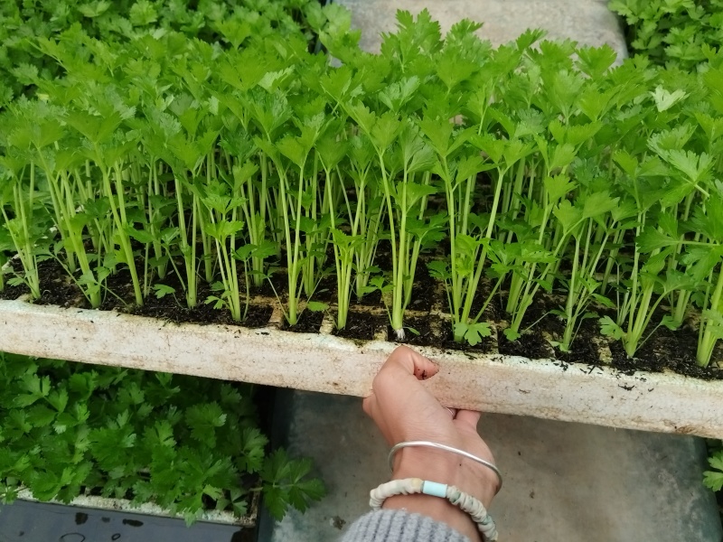 精品西芹苗一手货源质量保证诚信经营欢迎咨询