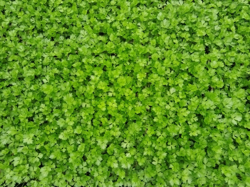 精品西芹苗一手货源质量保证诚信经营欢迎咨询
