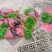 精品西芹苗一手货源质量保证诚信经营欢迎咨询