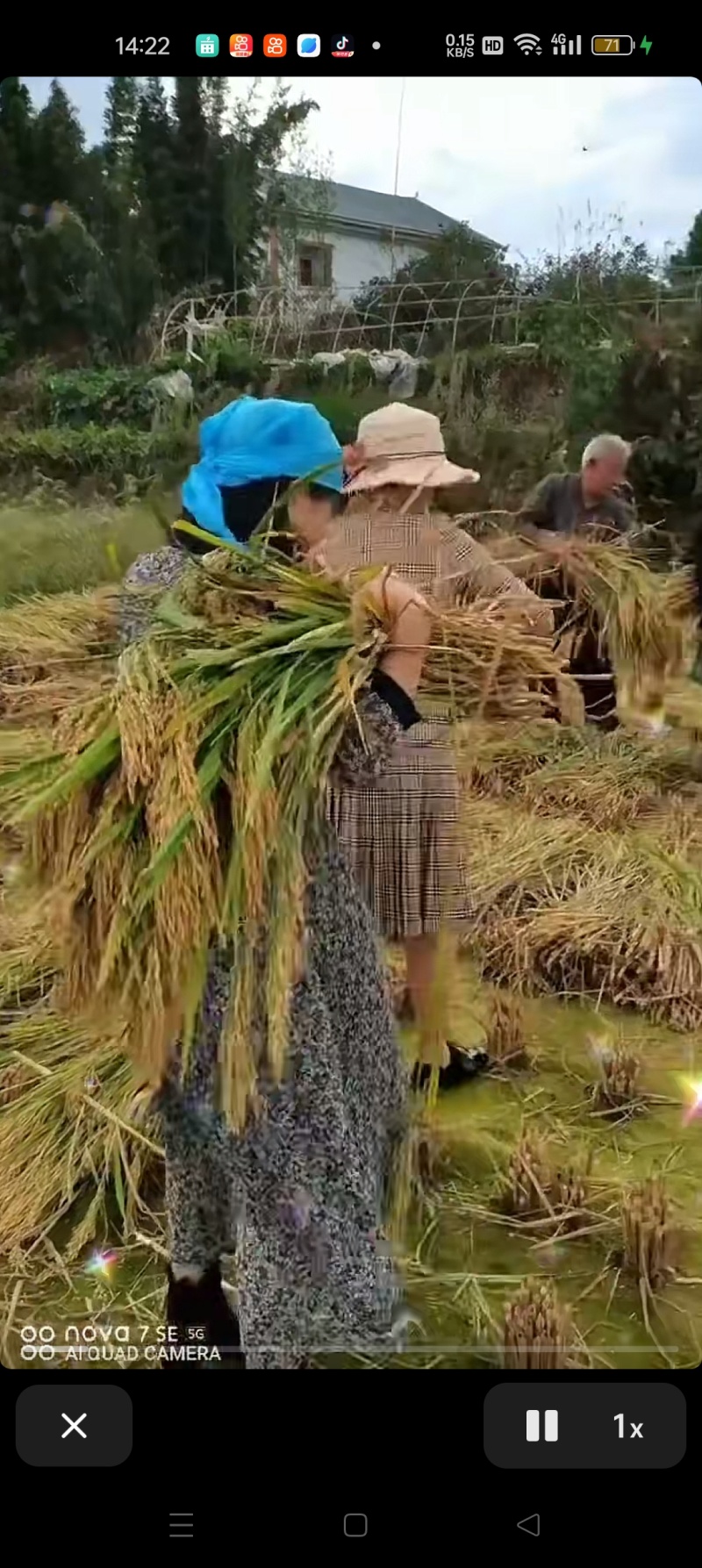 稻草苫