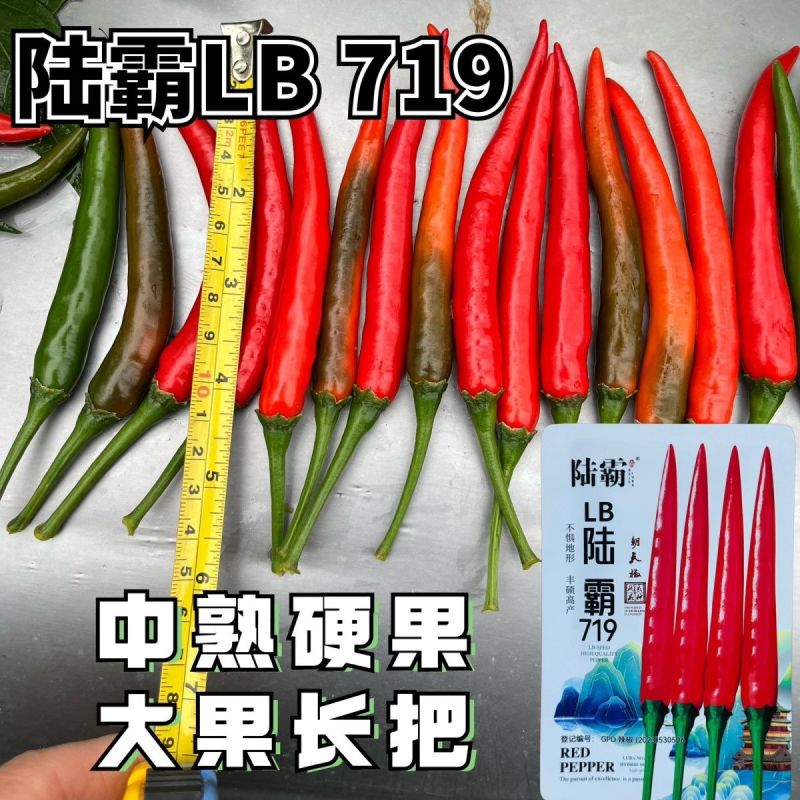 陆霸719大果朝天椒种子中晚熟抗病丰产大果长把朝天椒种