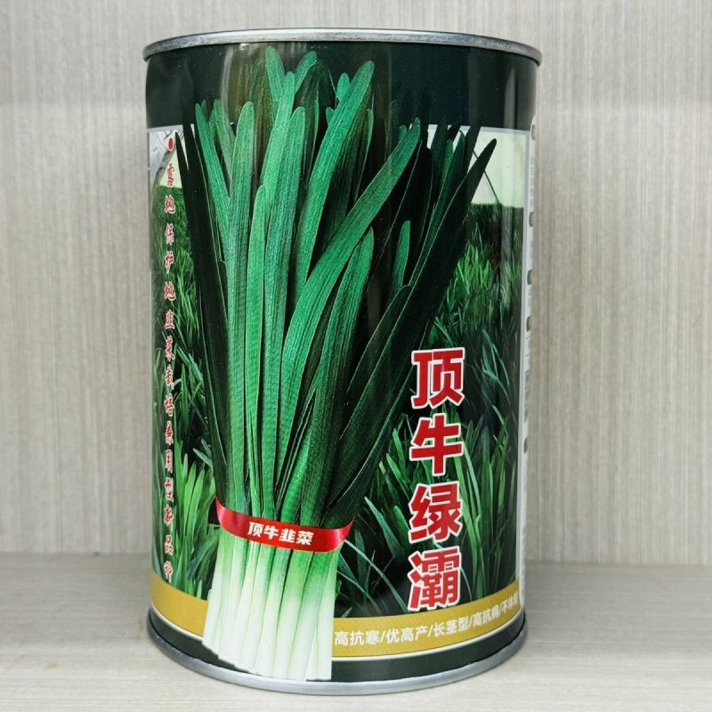 顶牛绿灞韭菜种子正品不休眠冬季韭菜种籽抗寒抗病大宽叶韭菜