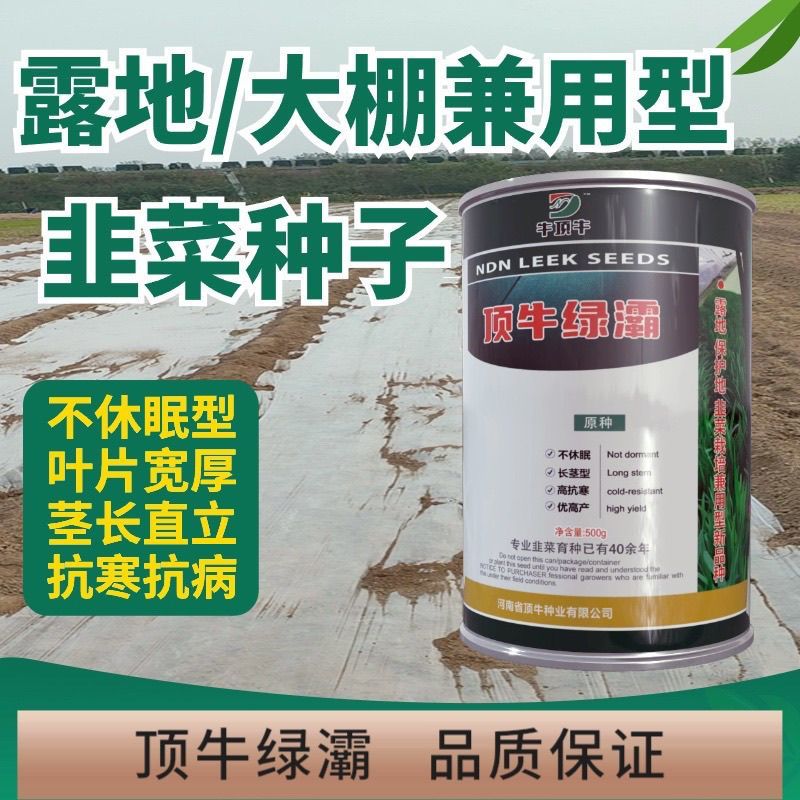 顶牛绿灞韭菜种子正品不休眠冬季韭菜种籽抗寒抗病大宽叶韭菜