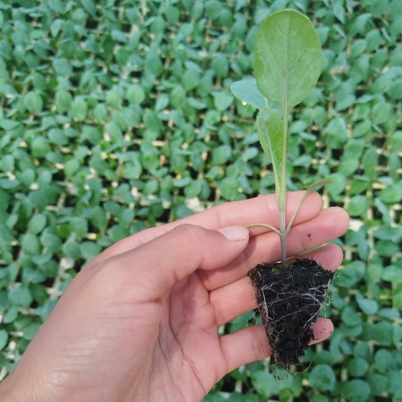 散花松花菜苗基地直发一手货源量大从优欢迎咨询