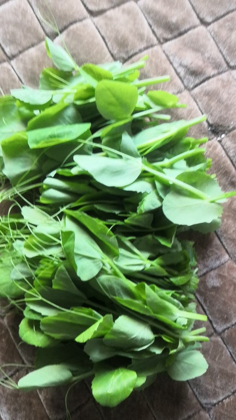 精品豌豆尖