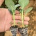 散花松花菜苗基地直发一手货源量大从优欢迎咨询
