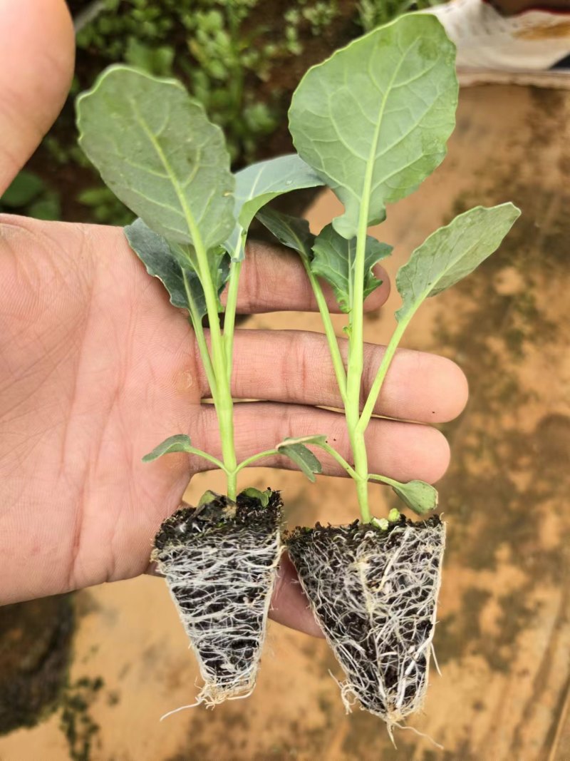 散花松花菜苗基地直发一手货源量大从优欢迎咨询