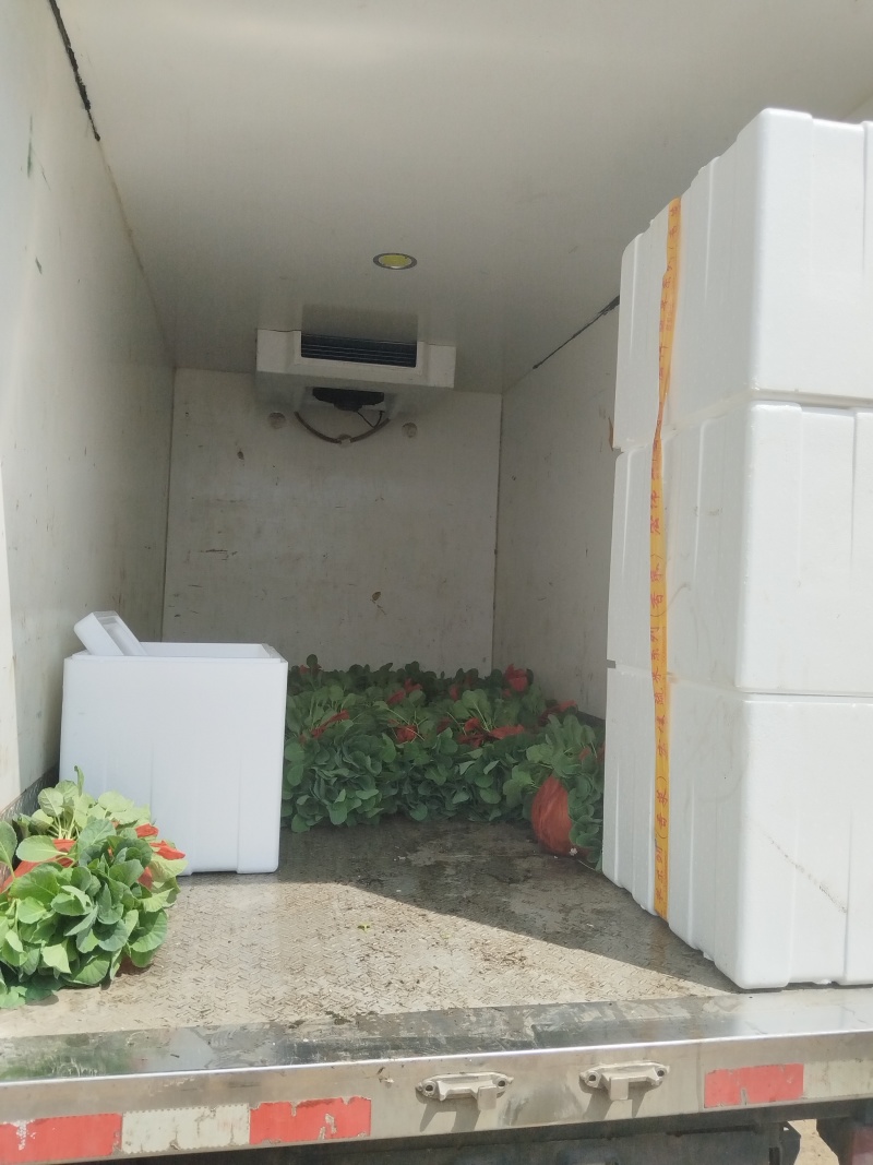 散花松花菜苗基地直发一手货源量大从优欢迎咨询